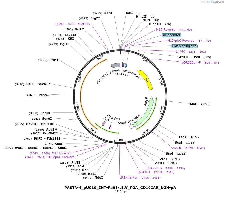 247040-plasmid-map-sequence-id-500294