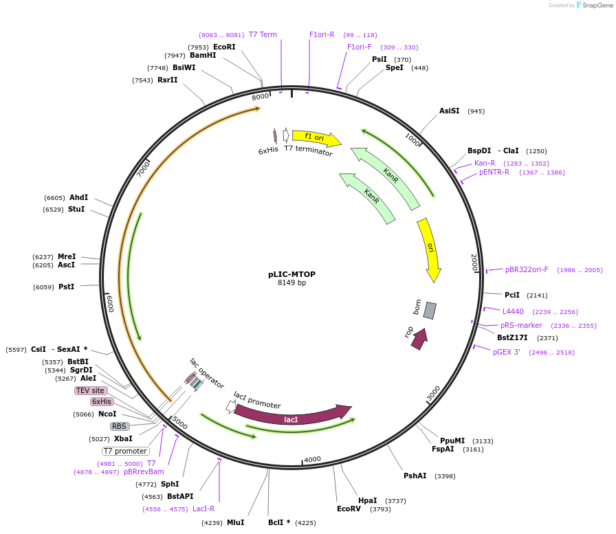 250060-plasmid-map-sequence-id-500295