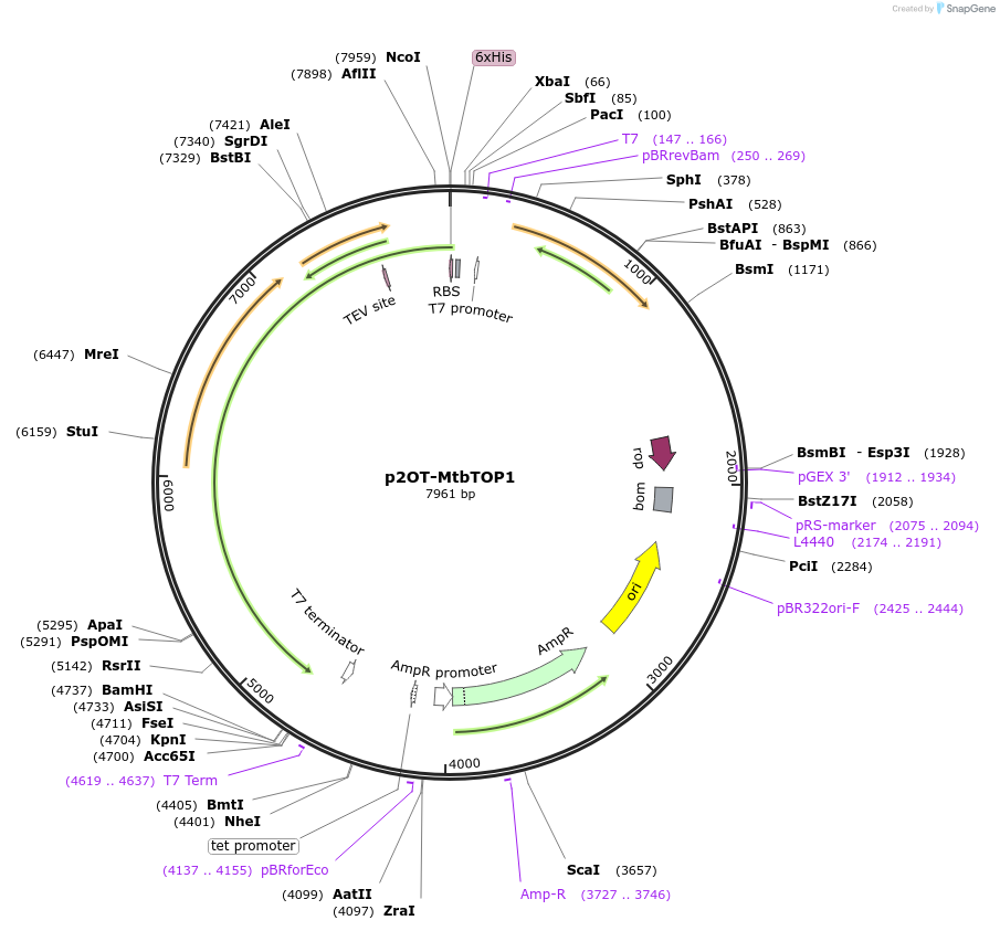 250351-plasmid-map-sequence-id-500296