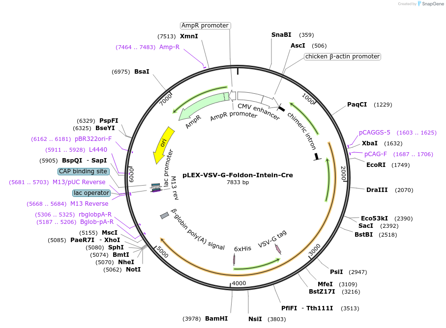 247729-plasmid-map-sequence-id-500302