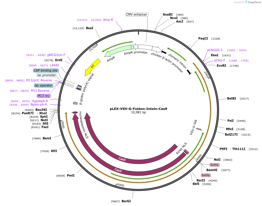 247731-plasmid-map-sequence-id-500304