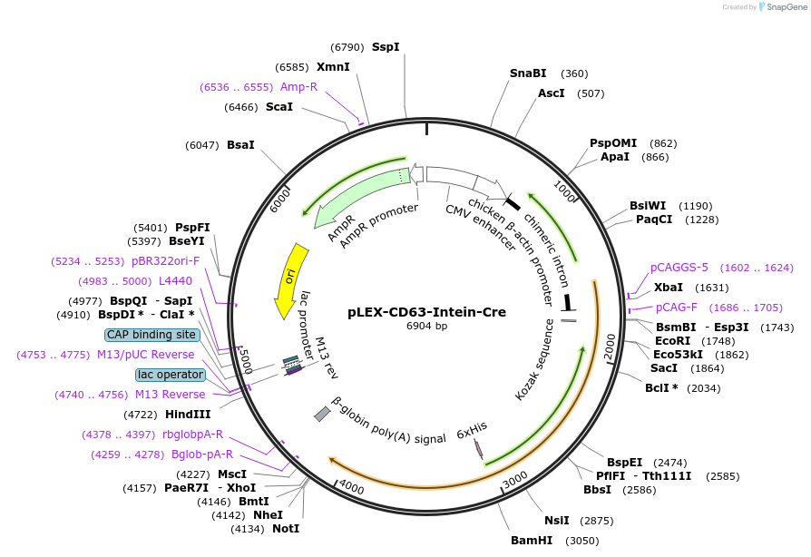 247722-plasmid-map-sequence-id-500307