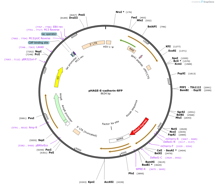79603-plasmid-map-sequence-id-500314
