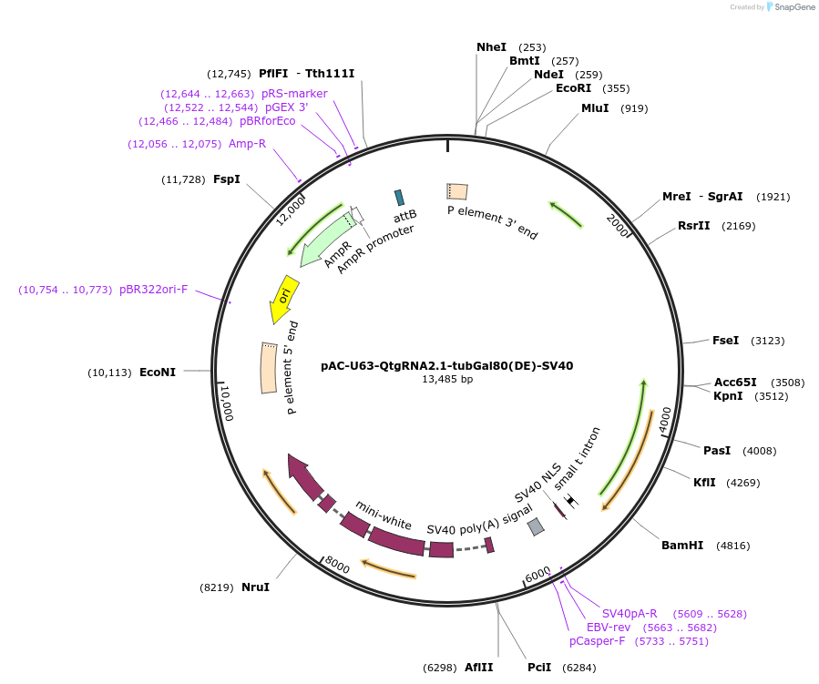 250793-plasmid-map-sequence-id-500336