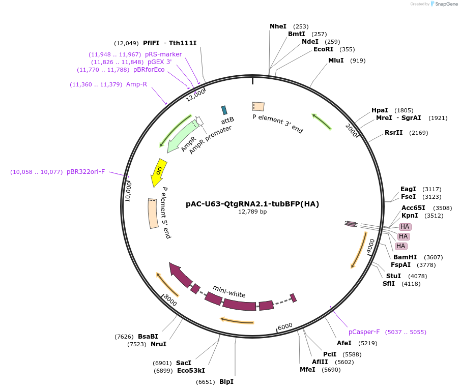 250794-plasmid-map-sequence-id-500344