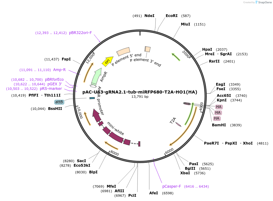 250795-plasmid-map-sequence-id-500349
