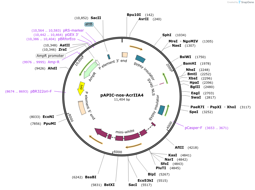 250801-plasmid-map-sequence-id-500364