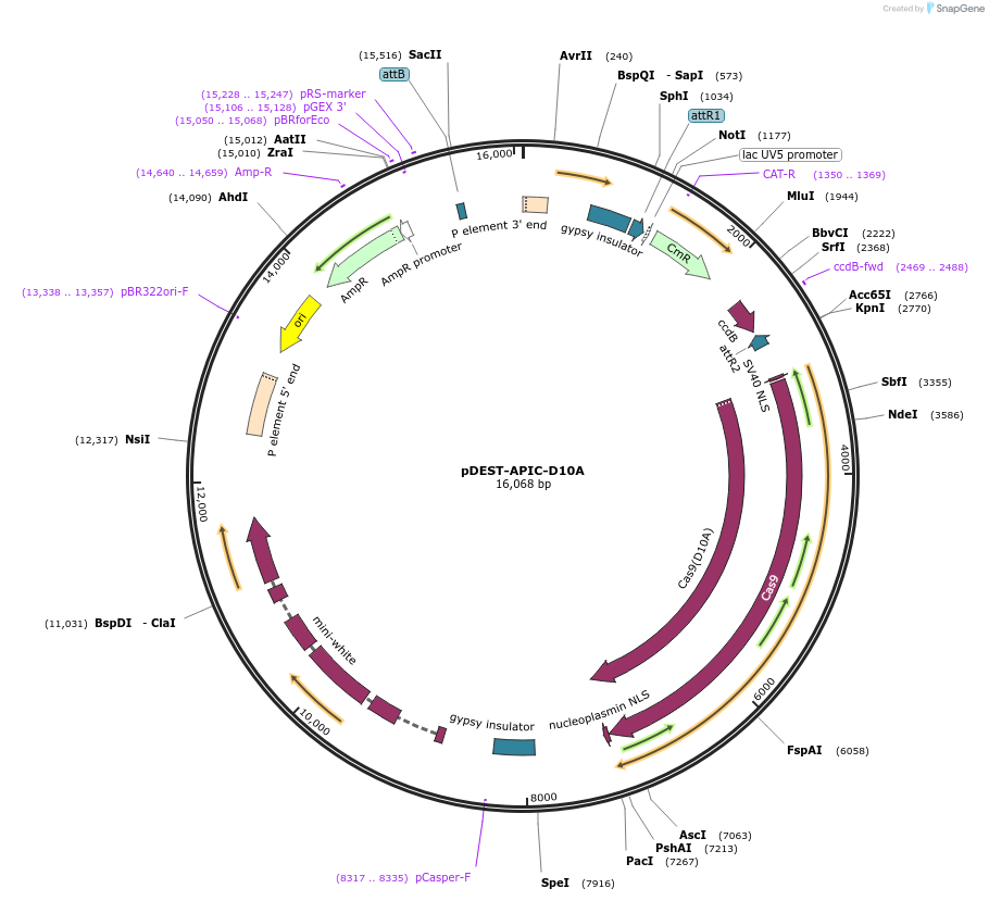 250796-plasmid-map-sequence-id-500366