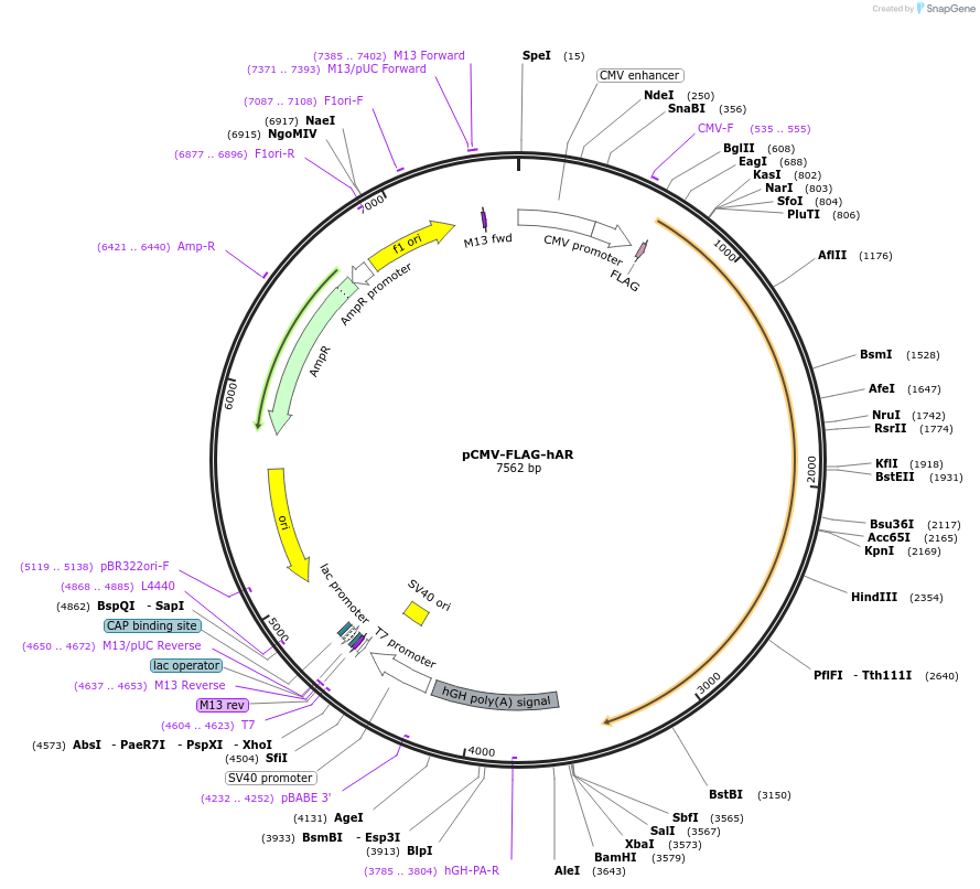 89080-plasmid-map-sequence-id-500484