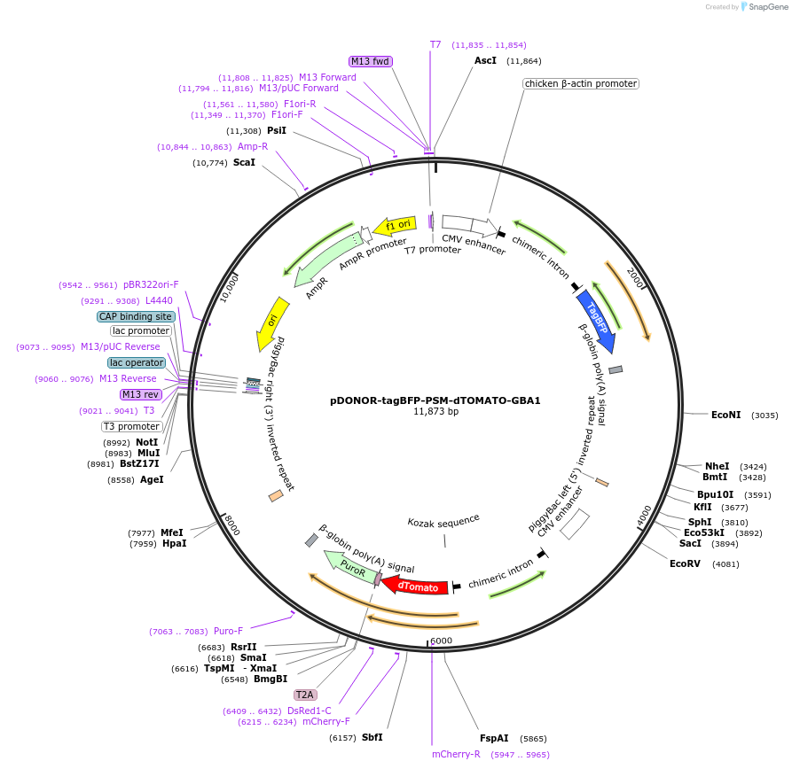 247979-plasmid-map-sequence-id-500497