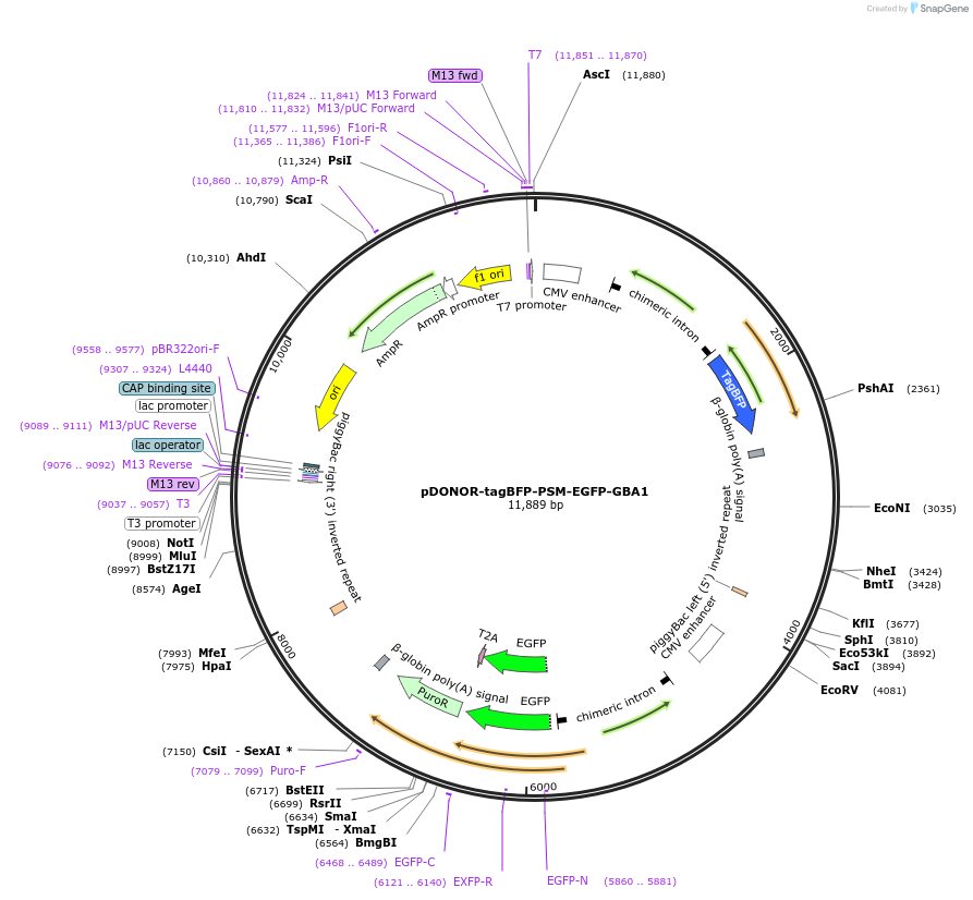 247978-plasmid-map-sequence-id-500498