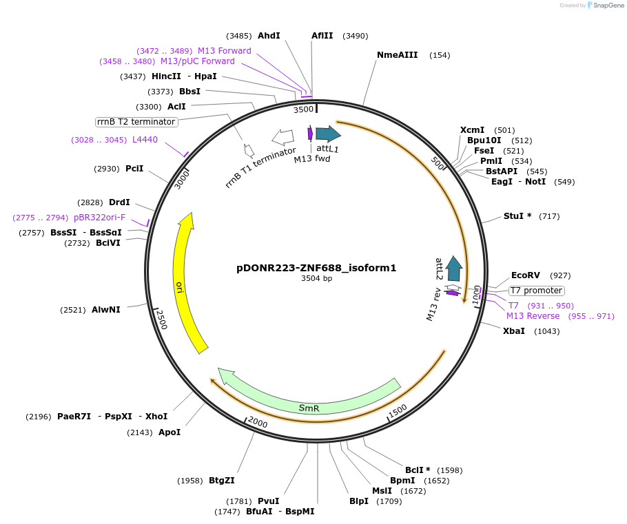 88779-plasmid-map-sequence-id-500500