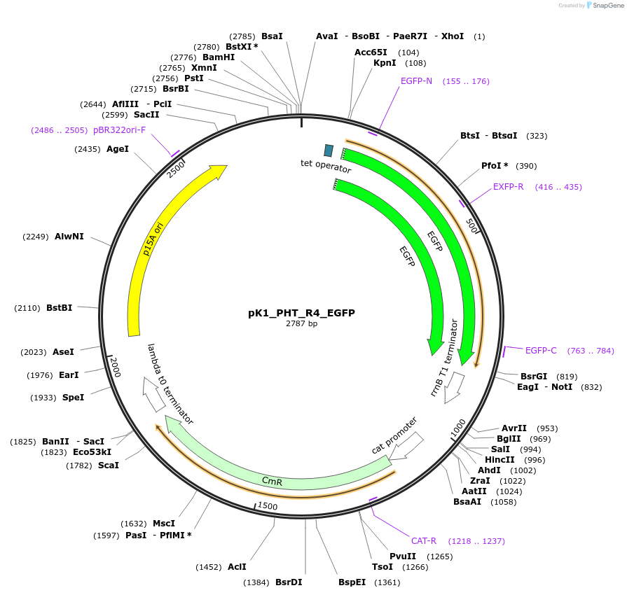 250889-plasmid-map-sequence-id-500503