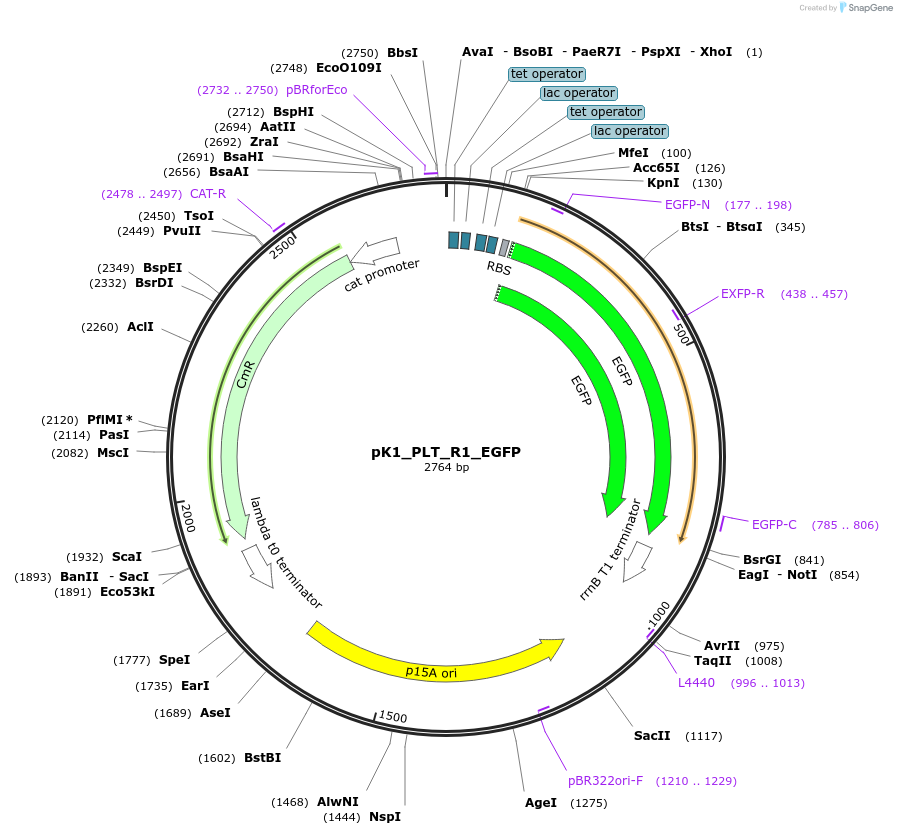 250881-plasmid-map-sequence-id-500506
