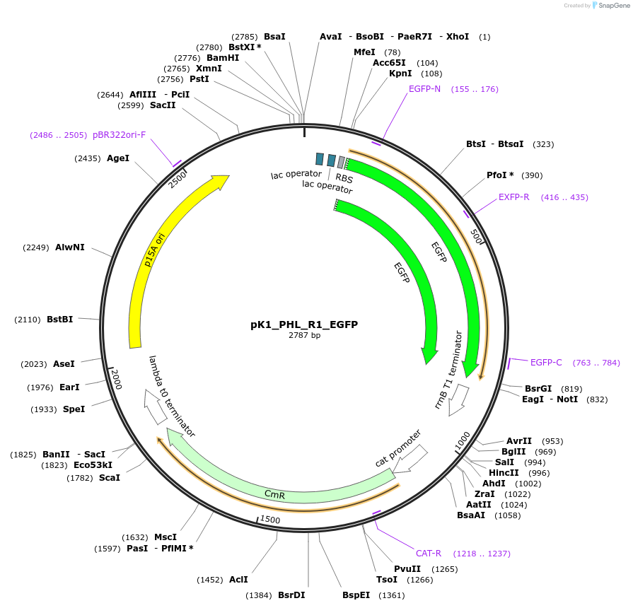 250888-plasmid-map-sequence-id-500509