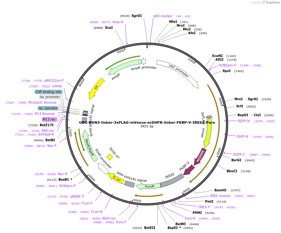 234889-plasmid-map-sequence-id-500518