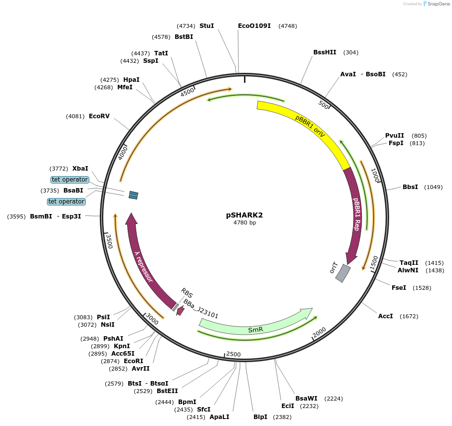 248168-plasmid-map-sequence-id-500545