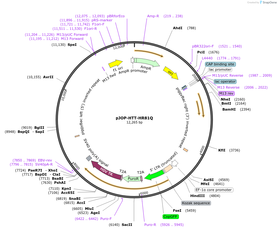 92250-plasmid-map-sequence-id-500558