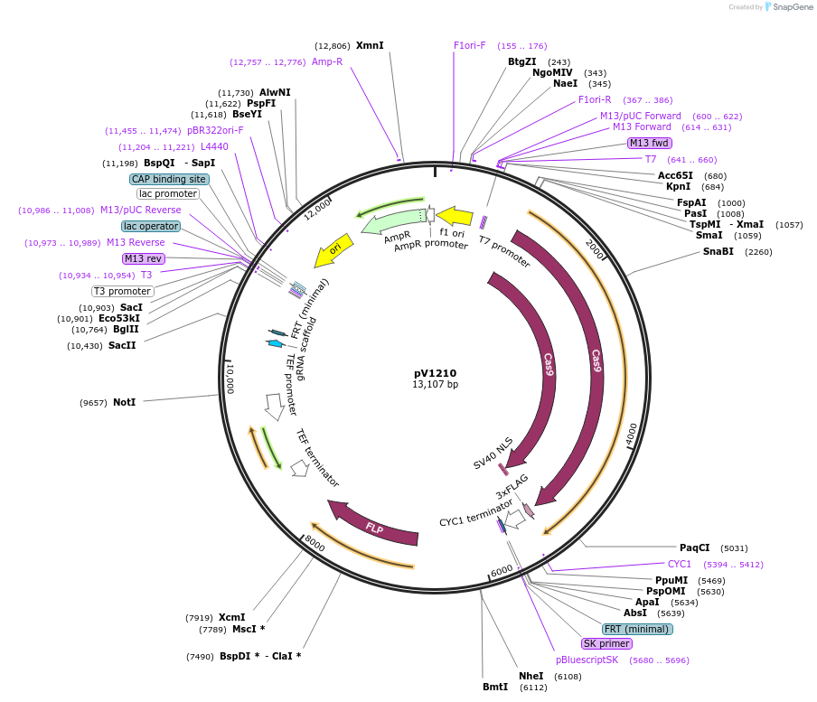 242891-plasmid-map-sequence-id-500564