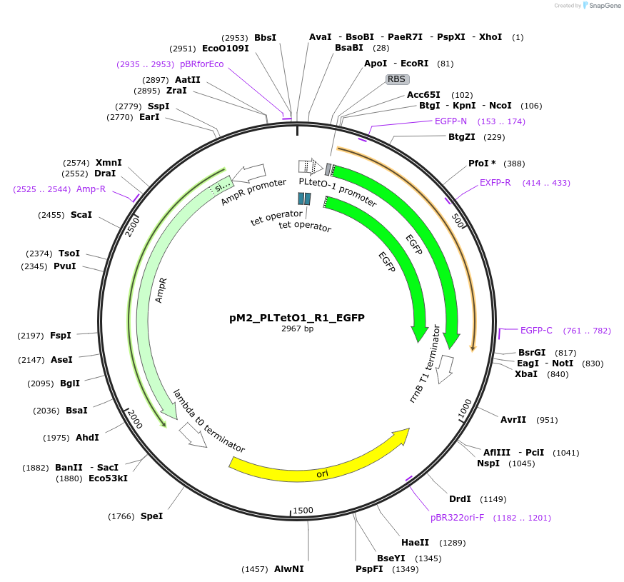 250899-plasmid-map-sequence-id-500603