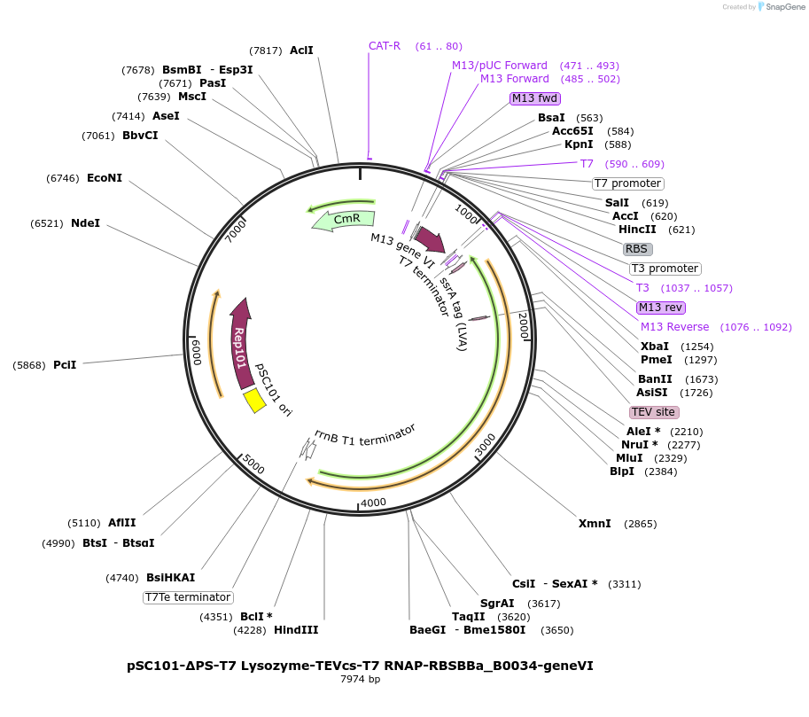 250490-plasmid-map-sequence-id-500622