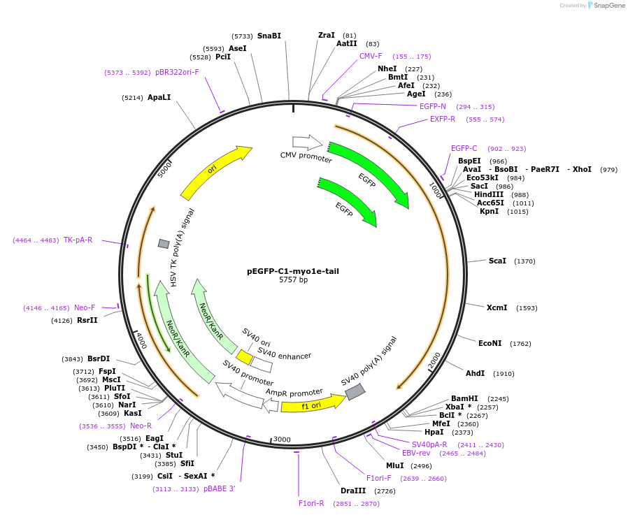 248919-plasmid-map-sequence-id-500684