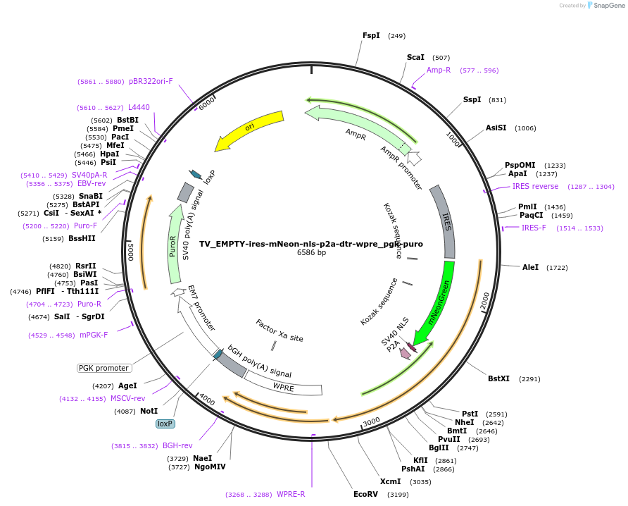 251174-plasmid-map-sequence-id-500685