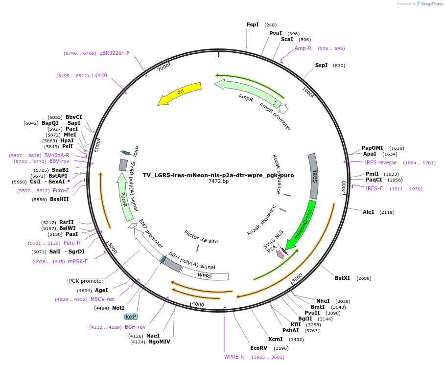 251173-plasmid-map-sequence-id-500690