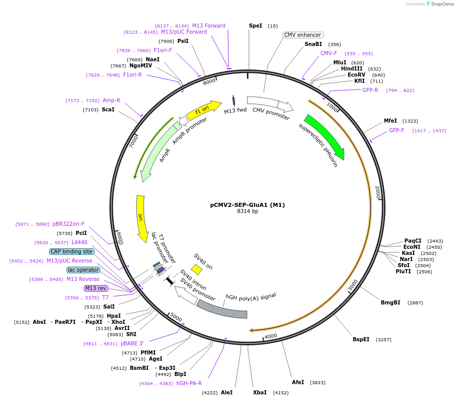 64942-plasmid-map-sequence-id-500707