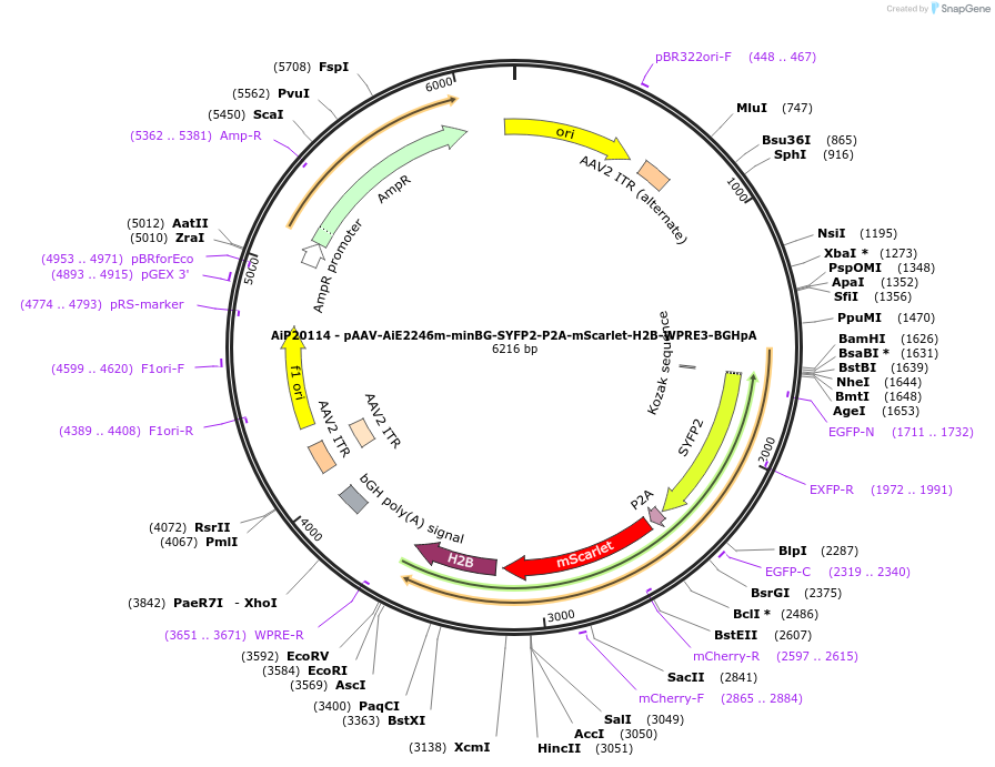 241633-plasmid-map-sequence-id-500733