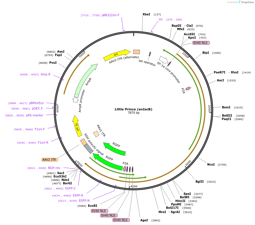 251234-plasmid-map-sequence-id-500734