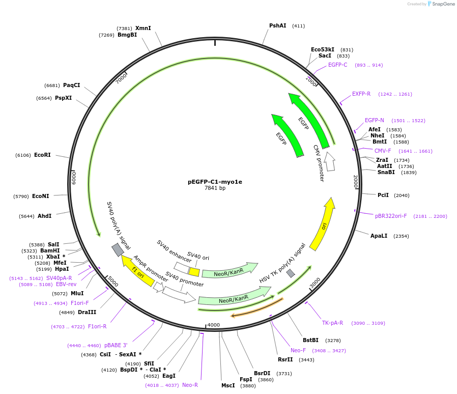 248918-plasmid-map-sequence-id-500741