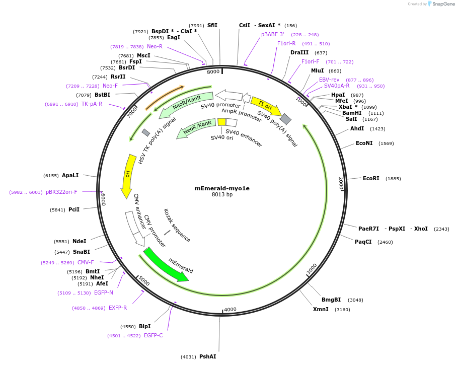 249264-plasmid-map-sequence-id-500746