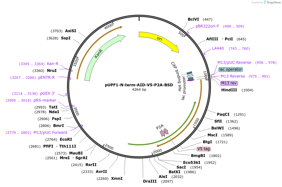 251489-plasmid-map-sequence-id-500756