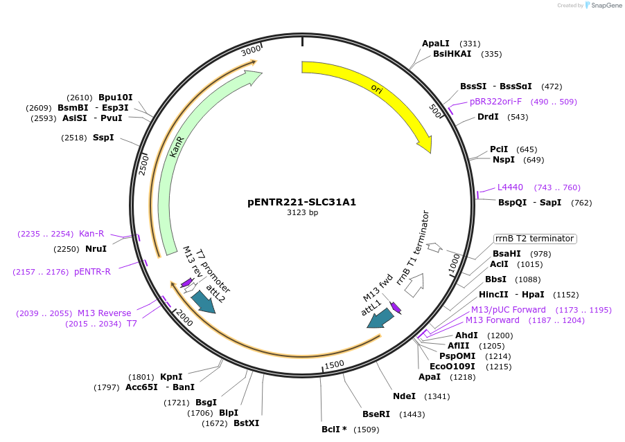 251694-plasmid-map-sequence-id-500757