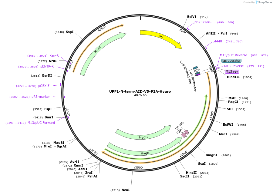 251490-plasmid-map-sequence-id-500795