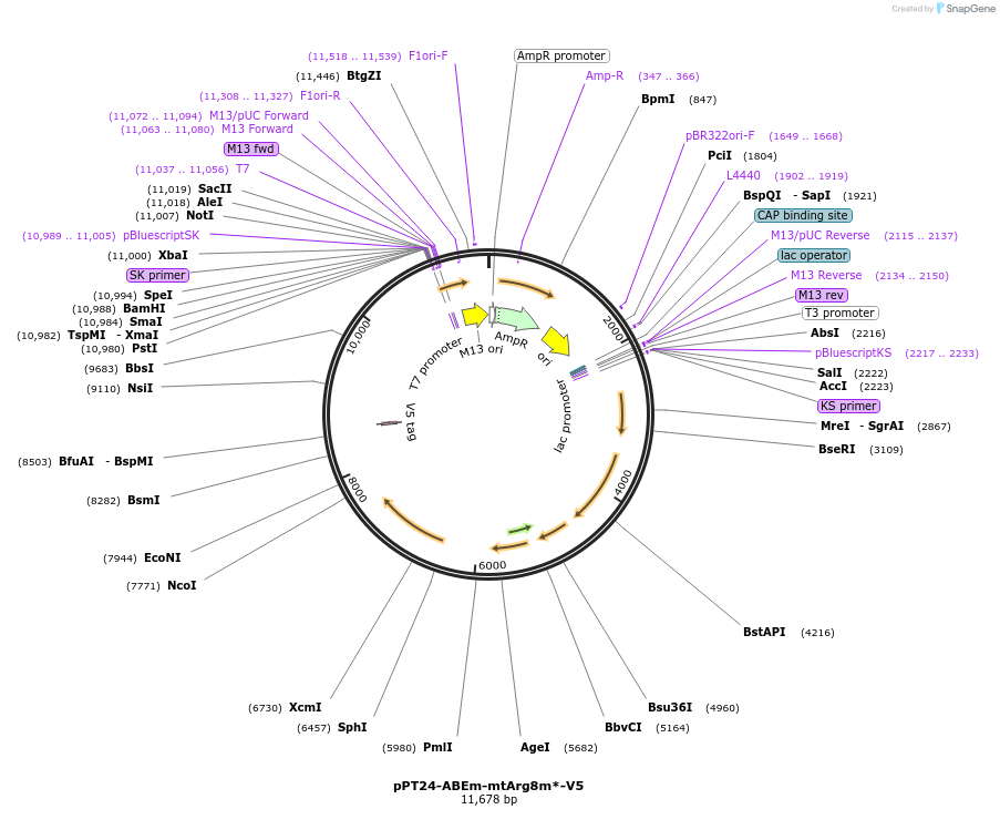 251983-plasmid-map-sequence-id-500896
