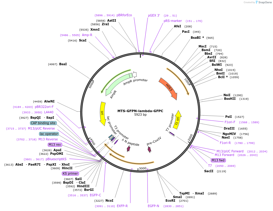251986-plasmid-map-sequence-id-500899