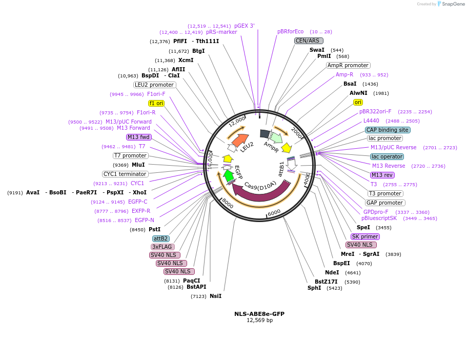 251972-plasmid-map-sequence-id-500906