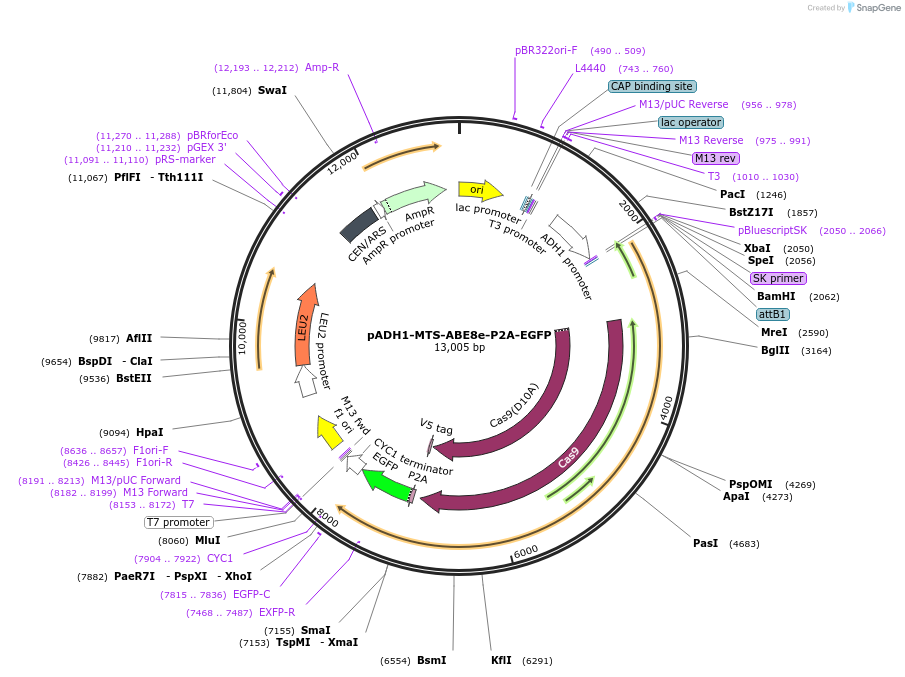 251973-plasmid-map-sequence-id-500907