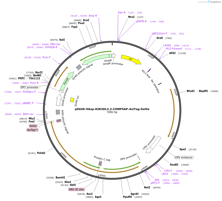 157300-plasmid-map-sequence-id-500915