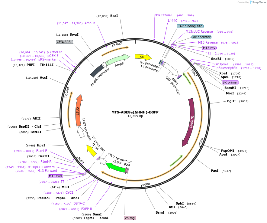 251974-plasmid-map-sequence-id-500921