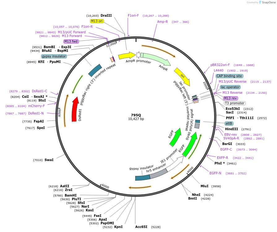 251990-plasmid-map-sequence-id-500922