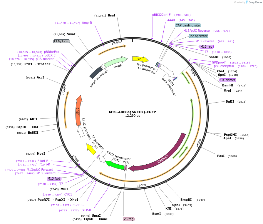 251975-plasmid-map-sequence-id-500924