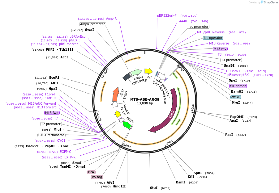 251976-plasmid-map-sequence-id-500925
