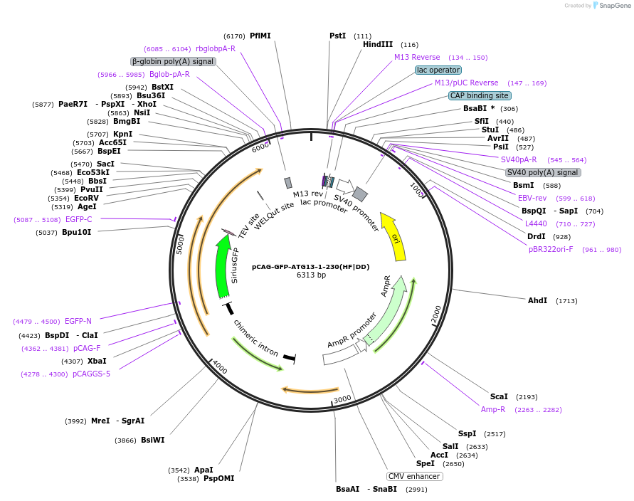 250344-plasmid-map-sequence-id-500943