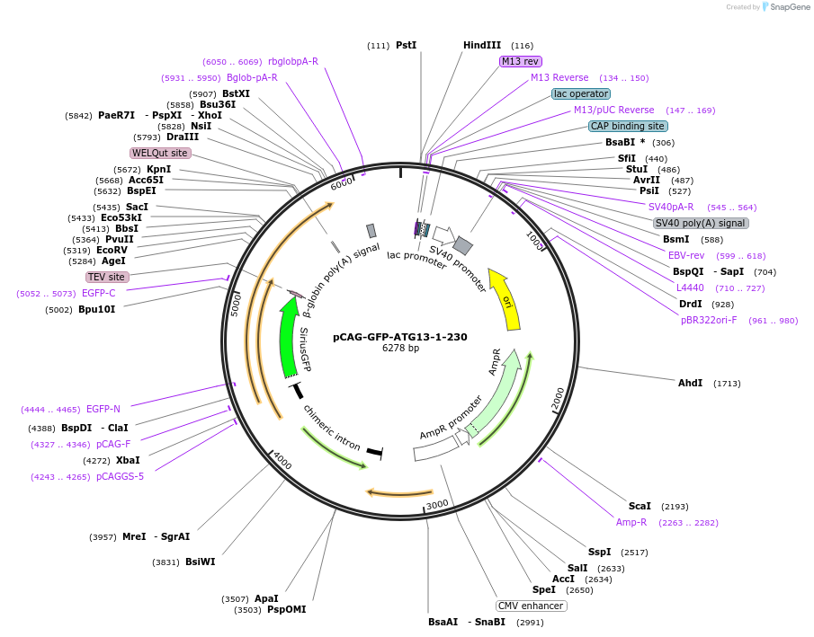 250343-plasmid-map-sequence-id-500945