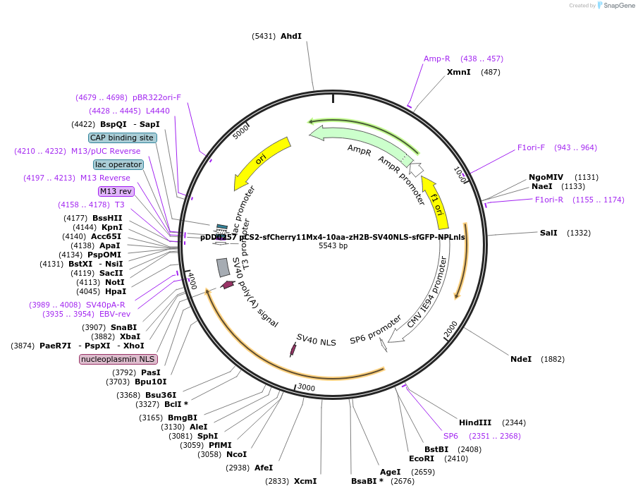 251772-plasmid-map-sequence-id-500985