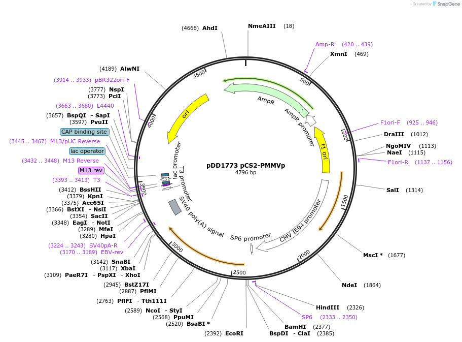 251797-plasmid-map-sequence-id-500988