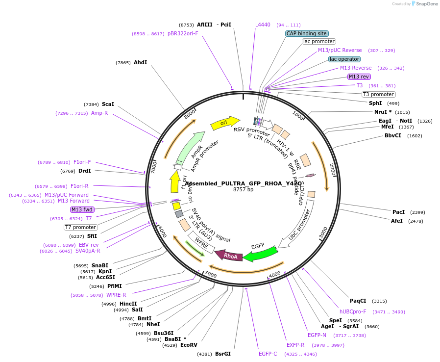 252257-plasmid-map-sequence-id-501008